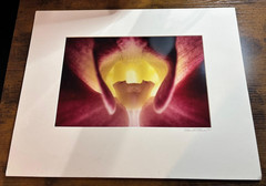Vtg Sensual O’Keeffe-Style Floral Photograph Orchid Macro Abstract Art Signed