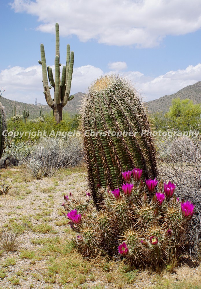 Original ACEO  2.5 x 3.5 in. photo fine art print CACTI IN ARIZONA pink flowers
