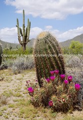 Original ACEO  2.5 x 3.5 in. photo fine art print CACTI IN ARIZONA pink flowers