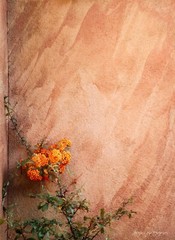 Orange Flower on Adobe House in New Mexico – Home Decor, Wall Art Photography