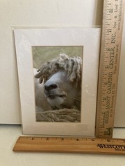 Photo Art Long-Haired Sheep “Jena Studio” 3X5 MATTED TO 5X7