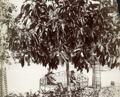 Larger size C. B. WAITE photo, MEXICO, Ficus Elastica, rubber tree, Vintage fin
