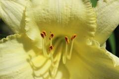 Yellow Lily Digital Background | Floral Macro Photo | High‑Resolution Image