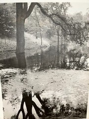 Arthur Gray Standard Oil Photographer Cleveland Ohio Americana Tree Forrest Look