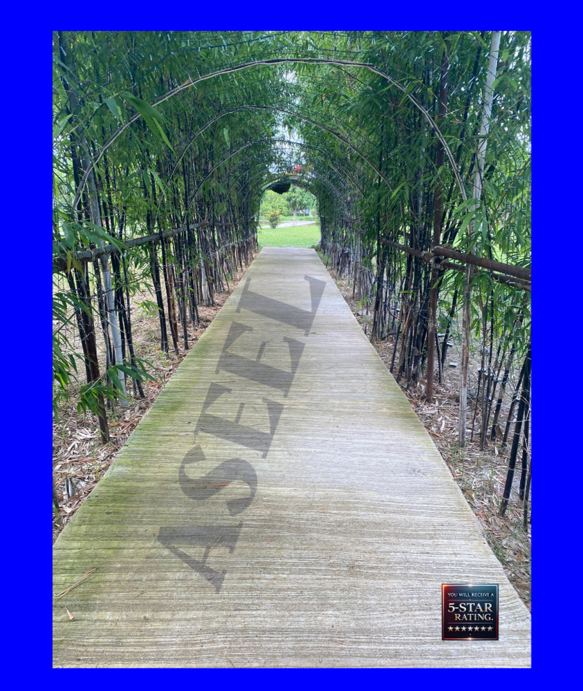 Tranquil Bamboo Pathway – Ideal for Nature and Landscape Enthusiasts -0014