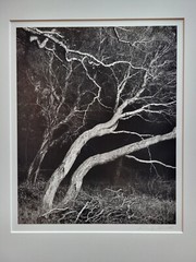 Richard Garrod, silver gelatin, black and white photograph, Oaks, Monterey