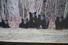 5 CUBS/MOTHER BEAR 14″ X 11″ Matted Signed Iconic Photo Tom Sears 2008 NEW