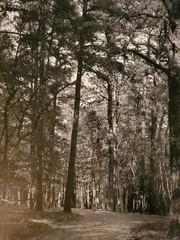TALL TREES FOREST ORIGINAL SIGNED ART PHOTO B&W STETTNER VTG MATTE NJ CAMERA
