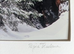 Vtg 2001 Giant Forest Sequoia National Park Photograph by Regina Thackara 16×12″