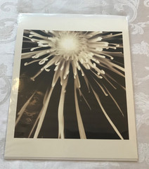 MELISSA SPRINGER BLOOMS COLLECTION SET OF 3 SEPIA MONOCHROME FLOWER PRINTS NIB
