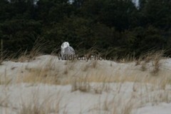 Snowy Owl Photo, Pick One Image – Various Sizes