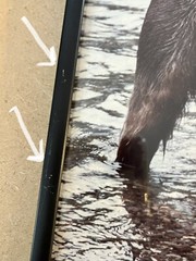 Vintage 8 x 10 Kodak Photograph Wild Grizzly Bear Eating Fish
