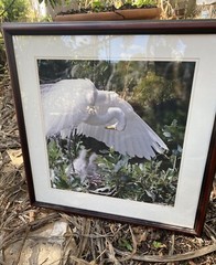 Great Egret, Florida Photography by Robert Clibbon Signed Print