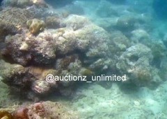 Digital Image Picture Photo Pic Andaman India underwater coral life scuba AND011