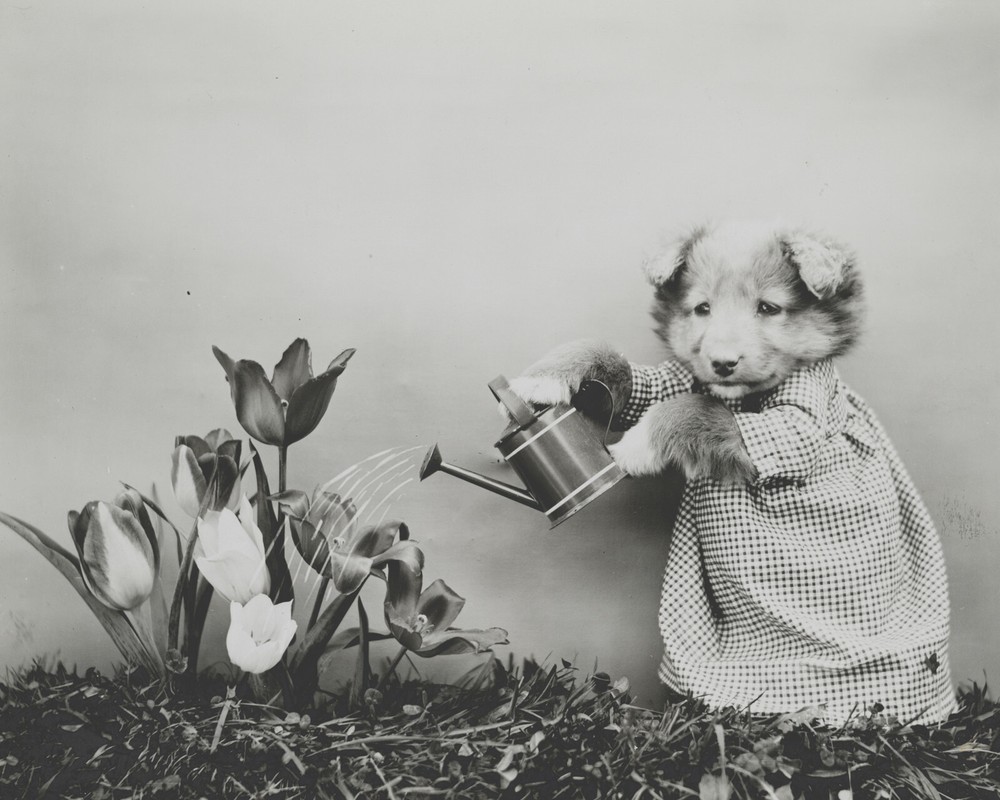 baby puppy dog art print Harry Whittier Frees 8×10 vintage photo picture #29