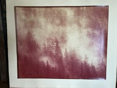 Thomas D. Mangelsen 1977 Vintage Signed Photo Print – Misty Forest Landscape 37/