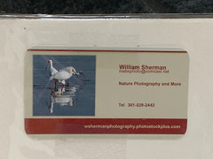 Bird Photographs NEW LARGE Set of 3 Signed Kingfisher Sparrow Tufted Titmouse??