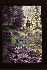 Slide 1962 Siegmundsburg Hike Schwarza Valley Nature Forest