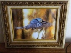 Magnificent Flying Bird Portraits. One Of A Kind Anywhere In The World.