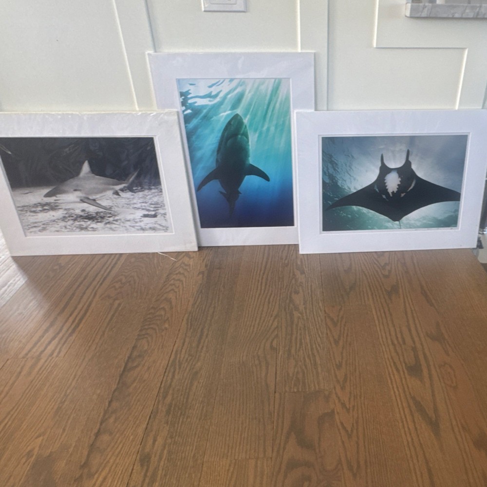 Signed Underwater Shark & Manta Ray Photographs Set, Matted, Landscape (3)