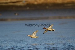 Green Winged Teal Photo, Pick One Image – Various Sizes