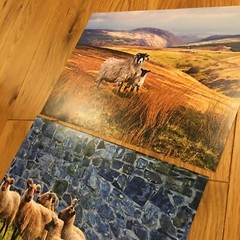 Two photographic prints of Scotland landscape and sheep 8 x 11”