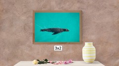 A Sea Lion Swimming, High Resolution Image, Many Formats, TV Art