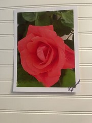 Garden Rose #5- landscape photograph 8.5×11