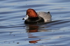 RedHead Duck Photo, Pick One Image – Various Sizes