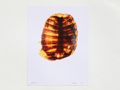 Soft Shell Turtle – 17″ x 22″ Fine Art Photography Print – Food Photography