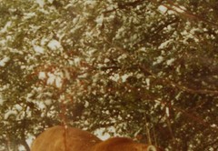 Mountain Lion Stalking in the Snow John Eveland Signed Photo Wood Framed