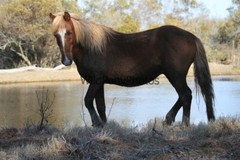 Chincoteague Pony Photo – Stallion Surfer Dude – Pick One Image -Various Sizes