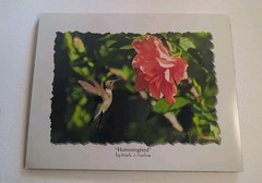 Hummingbird Pro Lab Frame Ready 8×10 Print By Mark J. Harlow 100 Year Archival