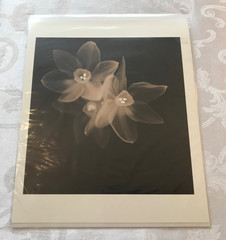 MELISSA SPRINGER BLOOMS COLLECTION SET OF 3 SEPIA MONOCHROME FLOWER PRINTS NIB