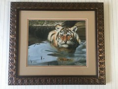 Wildlife Tiger In Water Photography Print, Signed, Framed, 14″ x 11″ (Image)