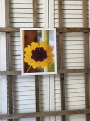 Landscape photograph- Plains Coreopsis 8.5×11