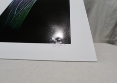 Original Photography Art Print «Calla»