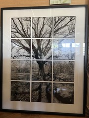 James Iska Black and White Photograph – Chicago Garden Tree – originally $5000