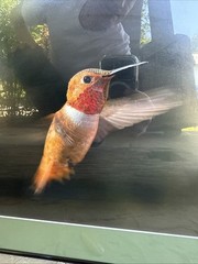 Large 16″ Vtg Hummingbird Picture Print Bird Photography Fine Art Photo Signed