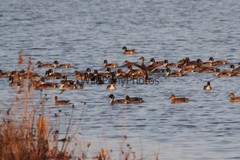 Pintails Photo, Pick One Image – Various Sizes