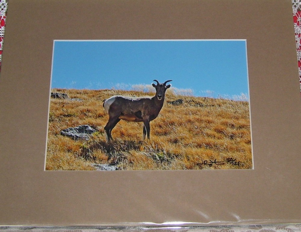 PHOTO ART MOUNTAIN GOAT MT EVANS CO 5X7 MATTED TO 8X10 SIGNED #’D 52/125