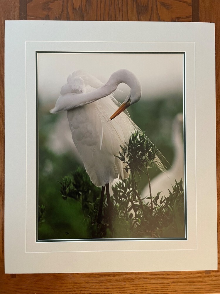 Thomas Mangelsen White Lace – Egret Rabbit Island LA Ltd. Ed. Out of Print 16×20