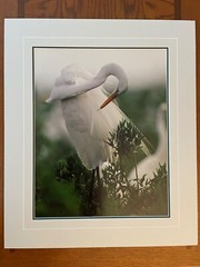 Thomas Mangelsen White Lace – Egret Rabbit Island LA Ltd. Ed. Out of Print 16×20