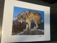 Photograph Signed By Award Winning Stephen W. Oachs LOBO TIMBER WOLF Wildlife