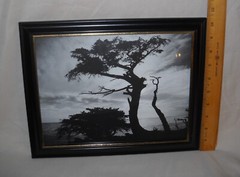 «Cypress Silhouette» Monte Nagler Poster Print 11″x9″ B & W Framed Photo w Glass