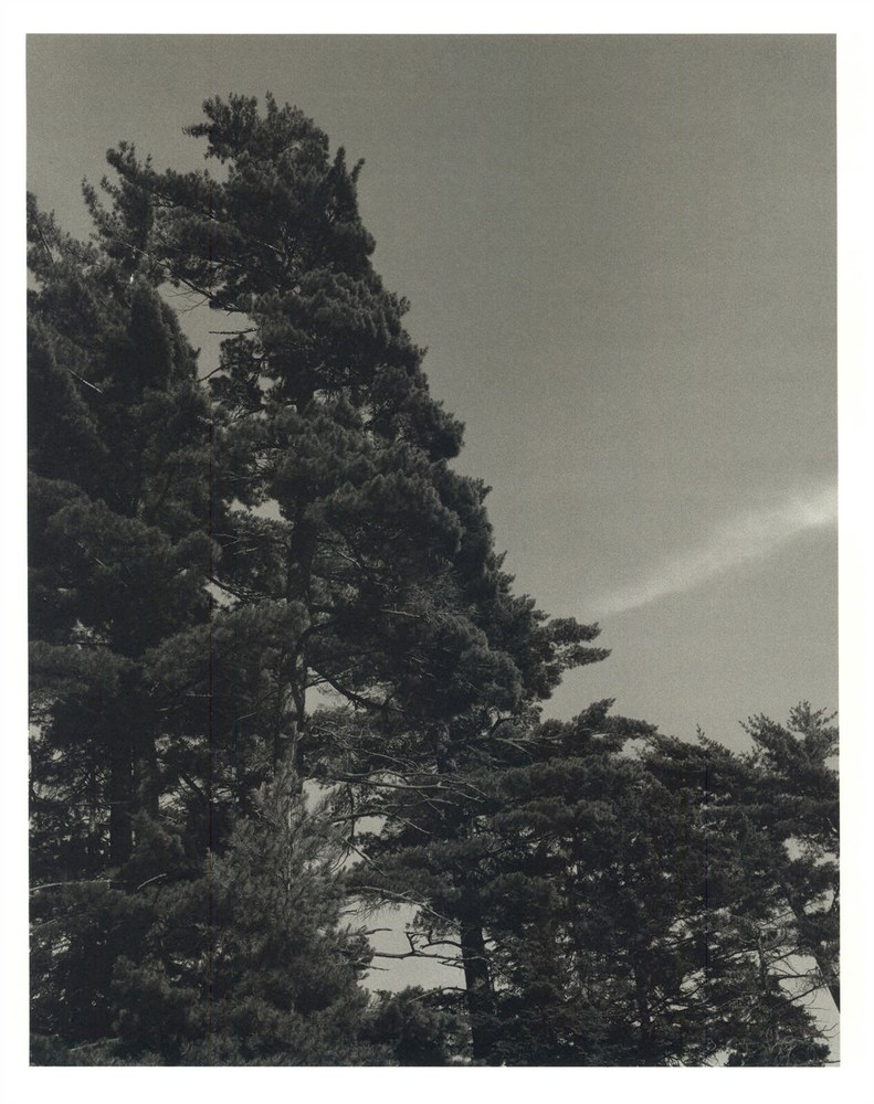 1990 Bruce Weber Pine Trees and Sky View Art Photo Gravure
