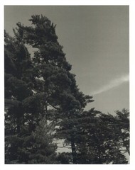 1990 Bruce Weber Pine Trees and Sky View Art Photo Gravure
