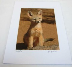 Kit Fox Pup Joshua Tree CA 8×10 Photograph signed Brian Blackwelder – #63