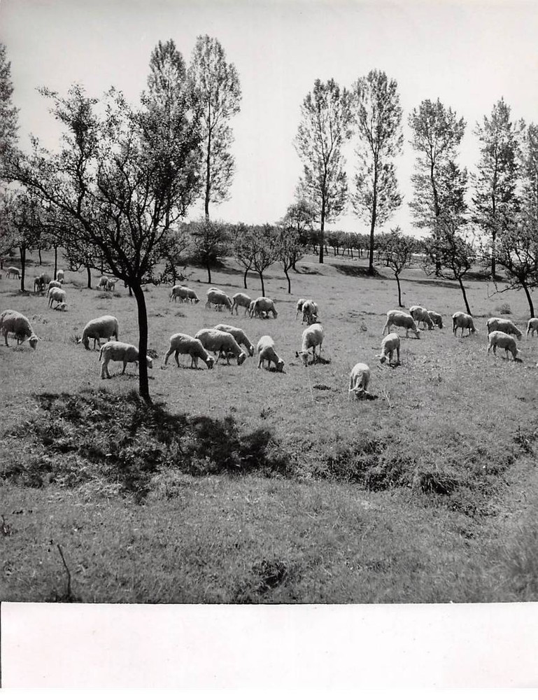 Press Photo. AM21046. Approximately 24X18 Cm. Lorraine Landscape. Sheep