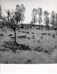 Press Photo. AM21046. Approximately 24X18 Cm. Lorraine Landscape. Sheep
